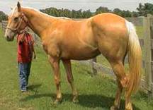 Palomino_horse.jpg